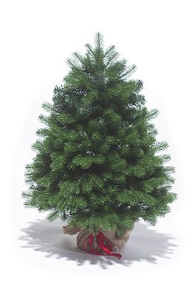 Елка искусственная Баварская 0,6 м зеленый PE (литые) + ПВХ БВР-60 Елка искусственная Баварская 0,6 м зеленый PE (литые) + ПВХ БВР-60